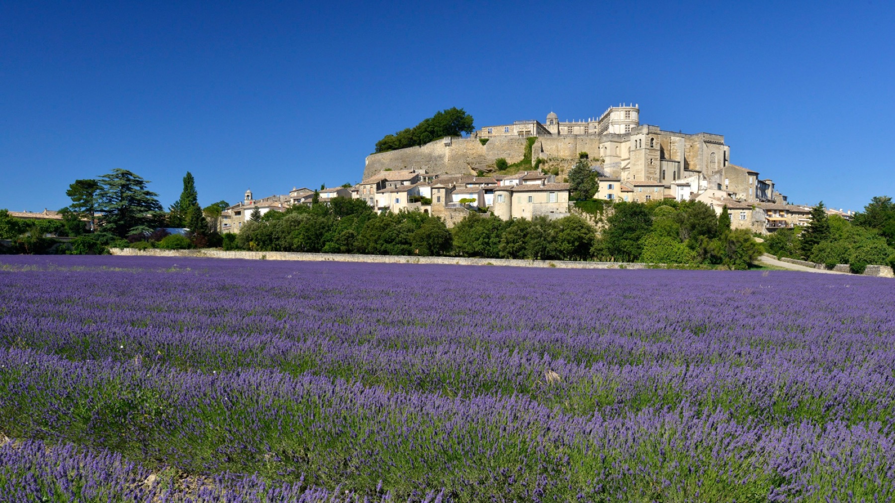 Château de Grignan et champs de lavande en Drôme Provençale