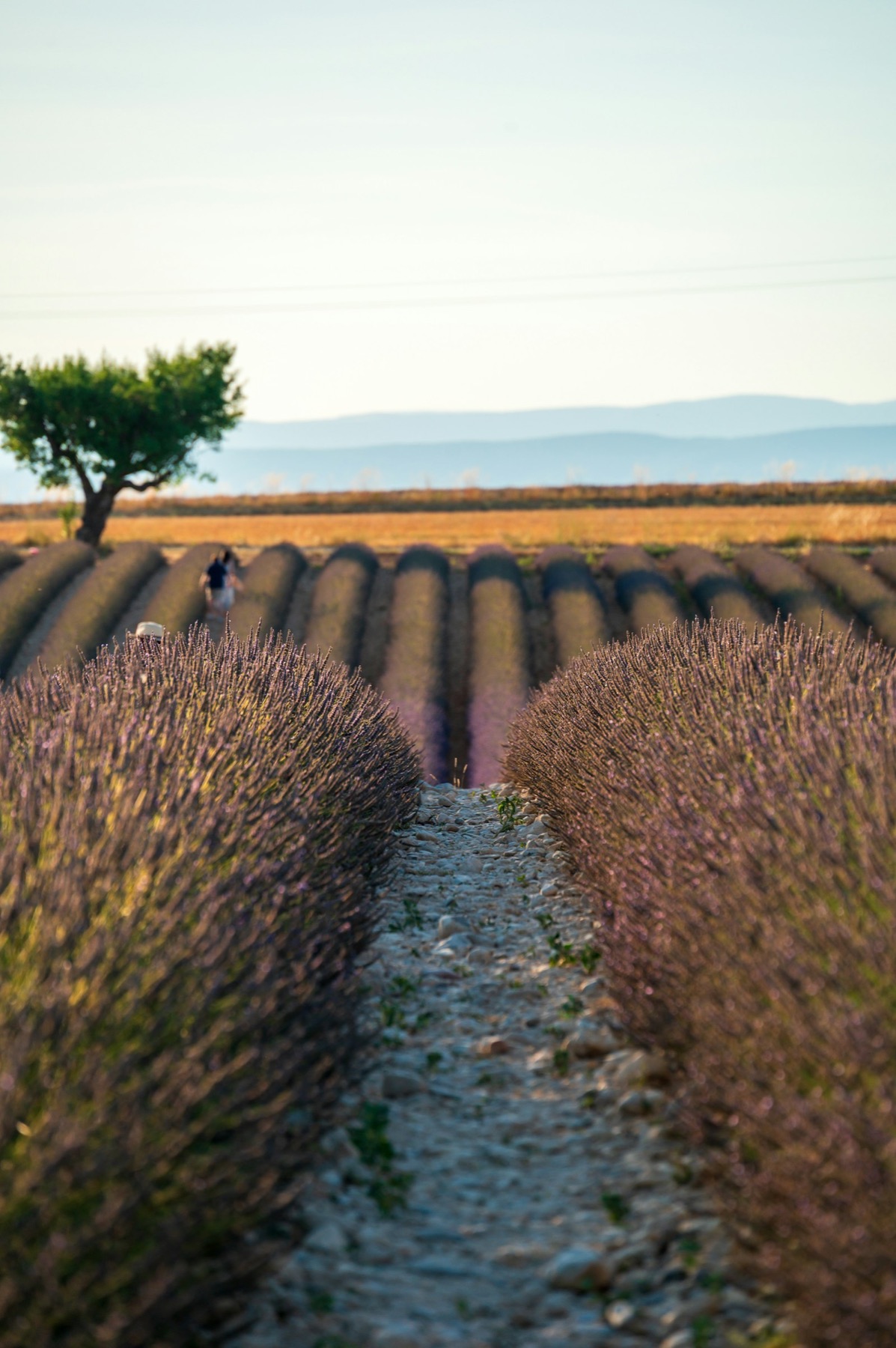 Photographie panoramique à couper le souffle des collines de la Drôme Provençale au coucher de soleil, champs de lavande pourpre en fleur, cyprès toscans et vieux mas en pierre dorée au loin avec les falaises de l'Ardèche à l'horizon, éclairage dramatique et chaleureux.